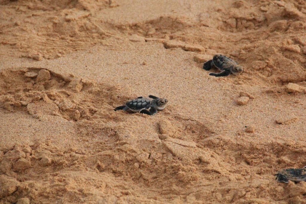 Cute baby sea turtles crawl on a sandy beach, starting their ocean journey.
