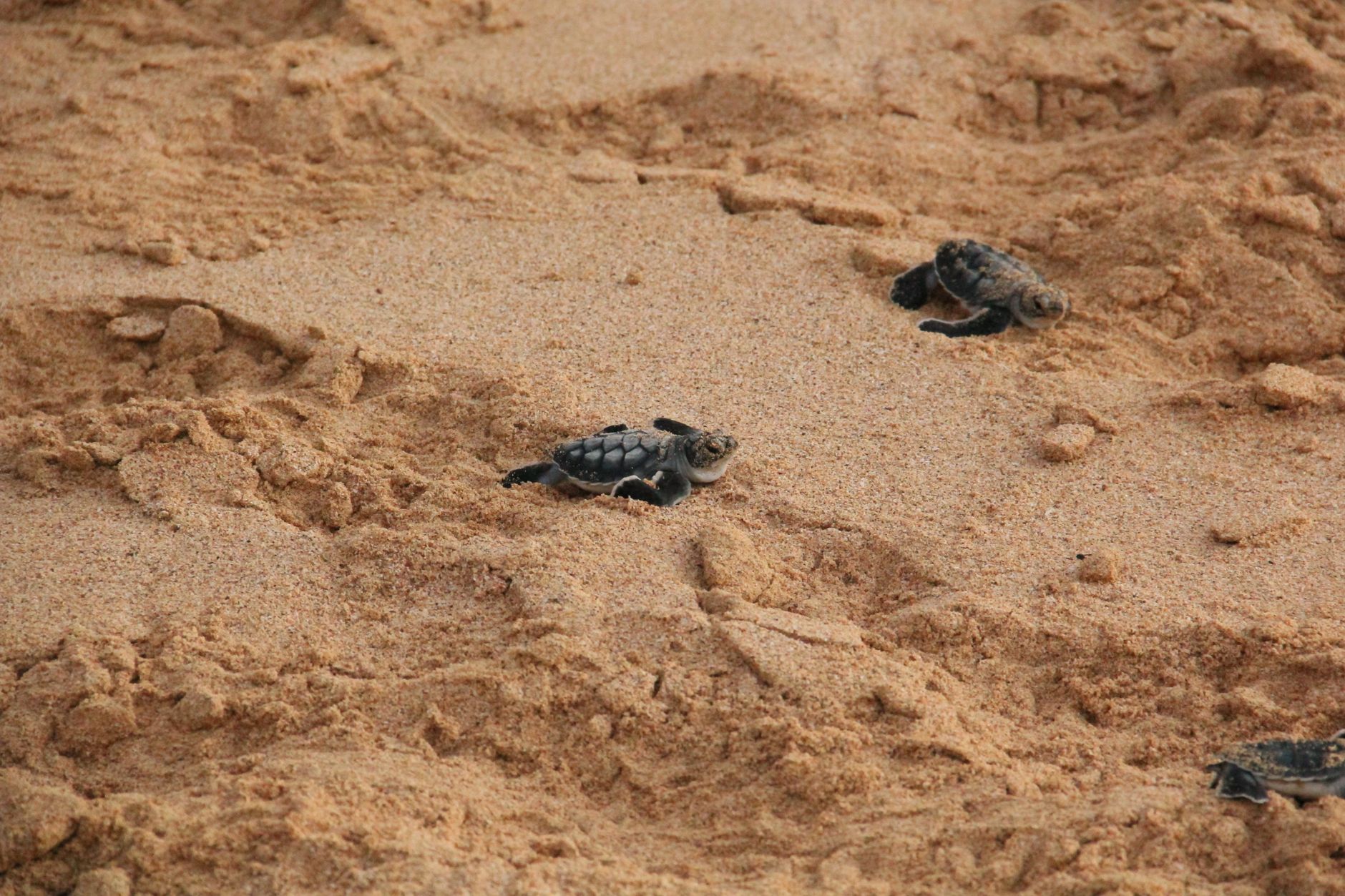 Cute baby sea turtles crawl on a sandy beach, starting their ocean journey.